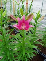 [1692 TropicDiamond DJ No02.JPG]